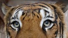 Travelnews.lv iesaka ignorēt zoodārzu Prenn parkā līdz dzīvnieku uzturēšanas apstākļu būtiskai uzlabošanai. Atbalsta: 365 brīvdienas 20