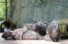 Travelnews.lv iesaka ignorēt zoodārzu Prenn parkā līdz dzīvnieku uzturēšanas apstākļu būtiskai uzlabošanai. Atbalsta: 365 brīvdienas 26