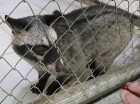 Travelnews.lv iesaka ignorēt zoodārzu Prenn parkā līdz dzīvnieku uzturēšanas apstākļu būtiskai uzlabošanai. Atbalsta: 365 brīvdienas 30