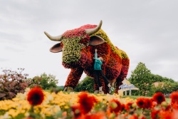 Why are there so many cows in Ventspils? Ventspils TIC
